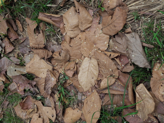 サラノキの落ち葉
