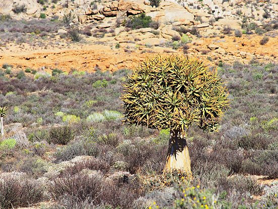 南アフリカの植物 グーギャップ自然保護区 乾燥地の植物 サラノキの森