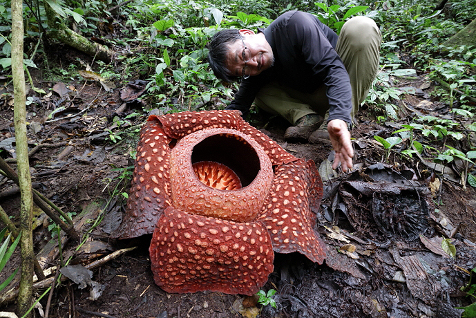 アタカマ砂漠の花砂漠 フラワリングデザート サラノキの森