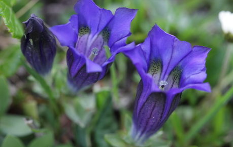 チャボリンドウ ヨーロッパ アルプスの植物 サラノキの森 チャボリンドウ ヨーロッパ アルプスの植物 サラノキの森