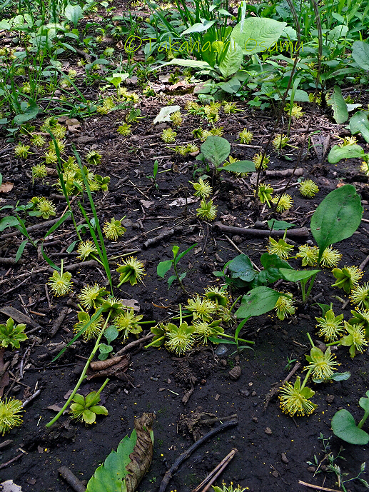 イイギリ 街なかの植物 サラノキの森