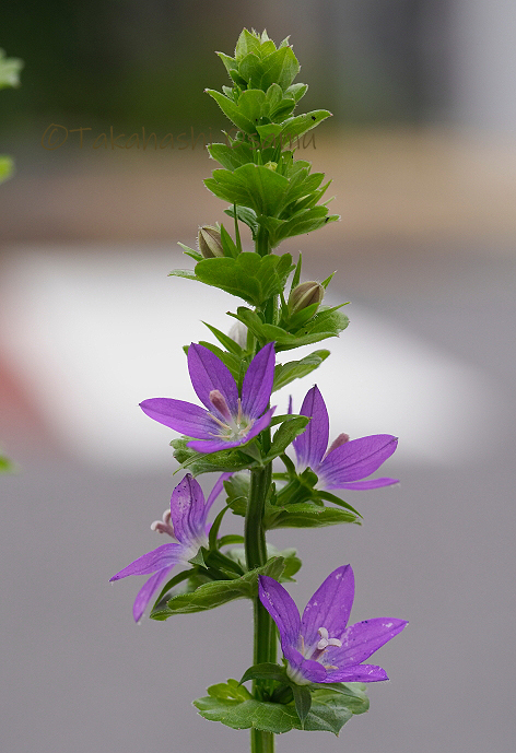 キキョウソウ 街なかの植物 サラノキの森