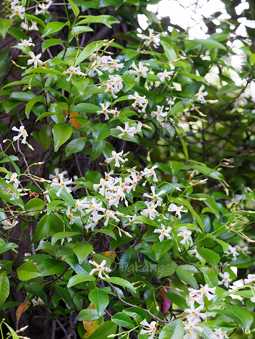 テイカカズラ 街なかの植物 サラノキの森