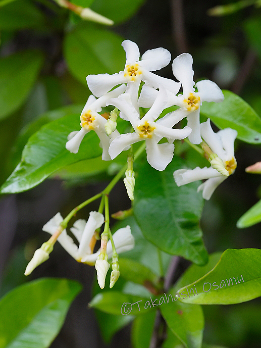 テイカカズラ 街なかの植物 サラノキの森