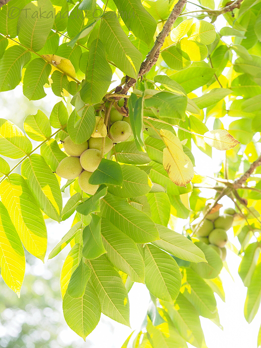 多摩川に行きました サラノキの森