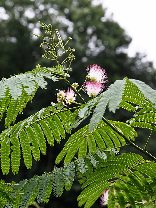 ネムノキ 多摩丘陵の植物 サラノキの森