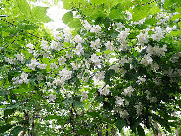 バイカウツギ 山と高原の植物 サラノキの森