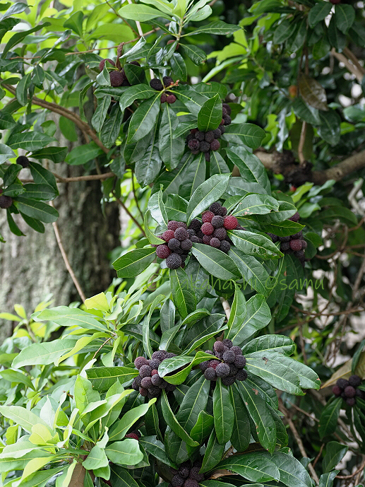 梅雨の街なかを彩る ヤマモモ サラノキの森