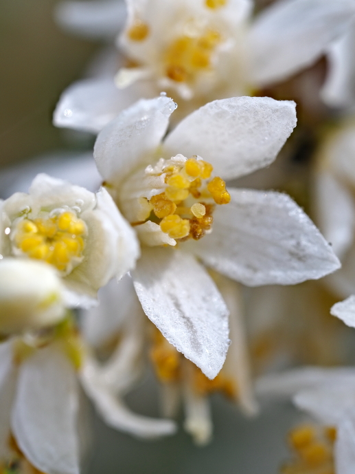 ウツギ 里山の植物 サラノキの森