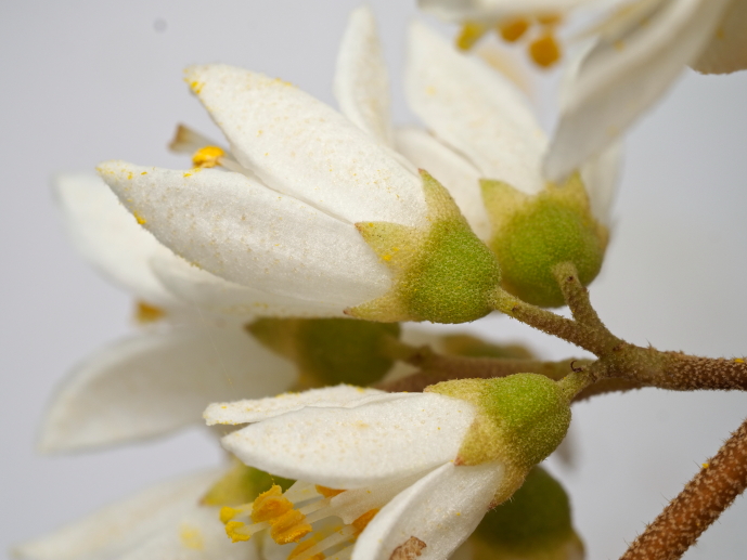 ウツギ 里山の植物 サラノキの森