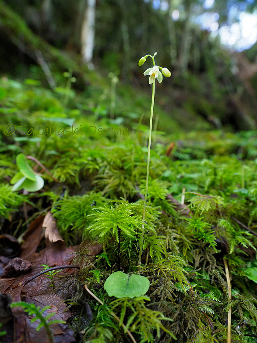 コイチヨウラン 八ヶ岳の高山植物 サラノキの森