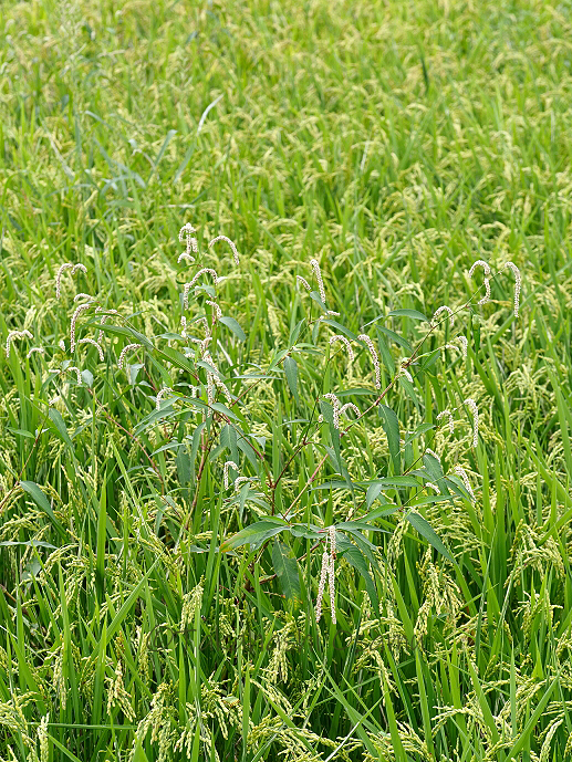 関東のあぜ道の水田植物 サラノキの森
