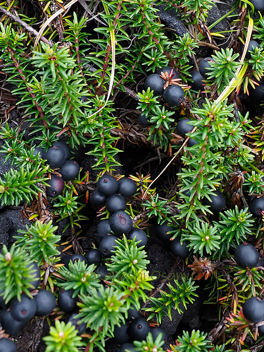 北横岳の高山植物は果実の季節 サラノキの森