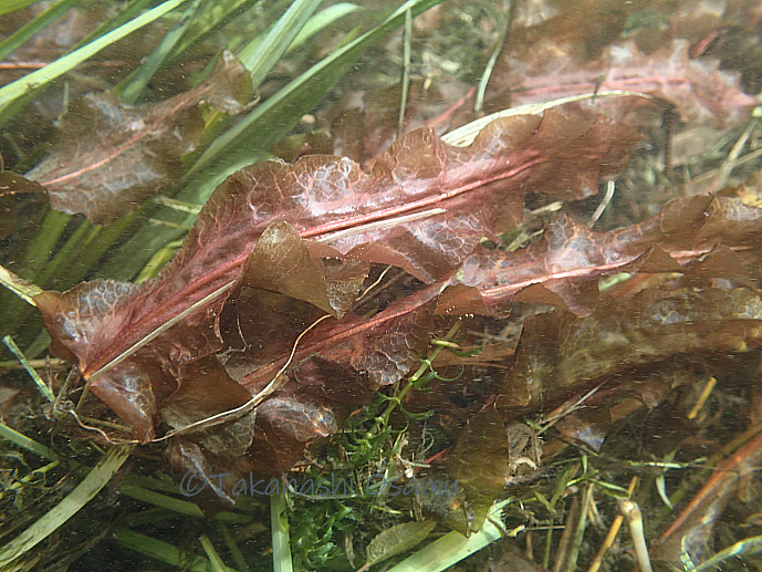 シモツケコウホネ 里の植物 サラノキの森