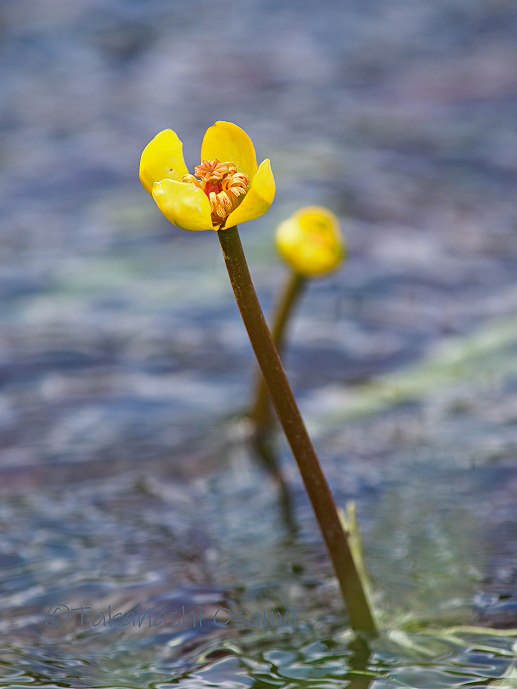 シモツケコウホネ 里の植物 サラノキの森