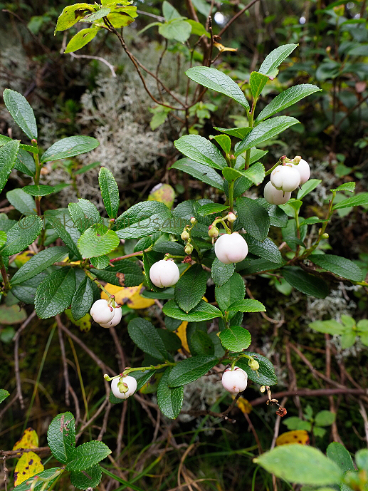 北横岳の高山植物は果実の季節 サラノキの森