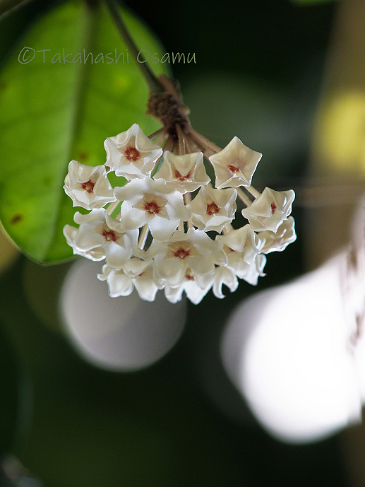 サクララン 西表島の植物 サラノキの森