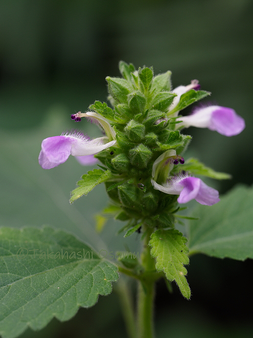 ブゾロイバナ 西表島の植物 サラノキの森