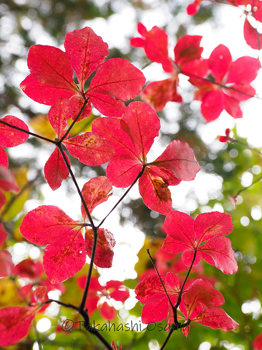 アブラツツジの紅葉 吾妻耶山の植物 – サラノキの森