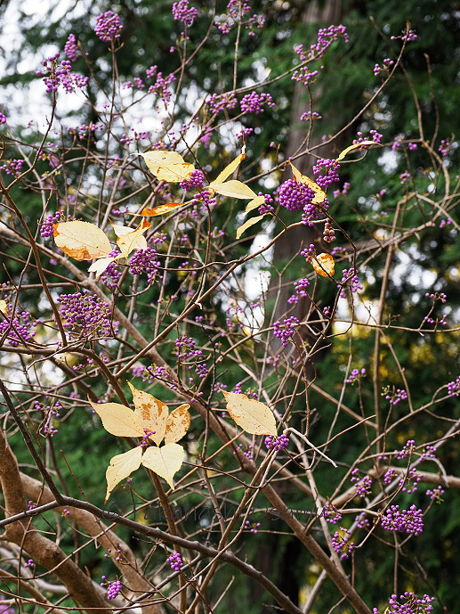 ムラサキシキブ 多摩丘陵の植物 サラノキの森