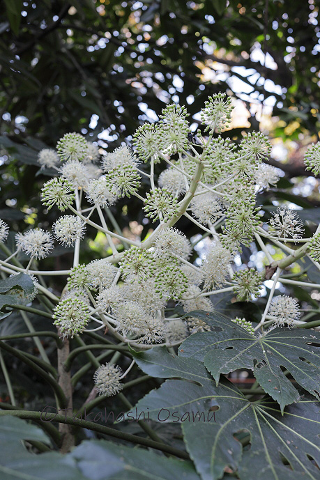 ヤツデ 街中の植物 サラノキの森