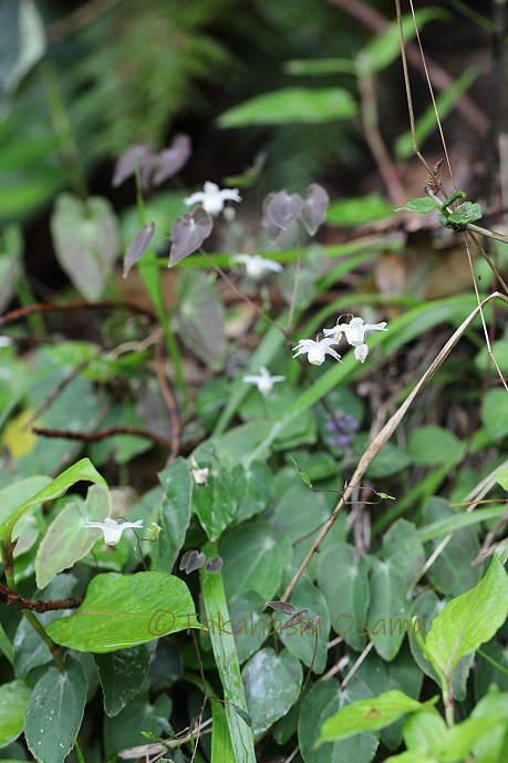 シオミイカリソウ 九州の植物 サラノキの森