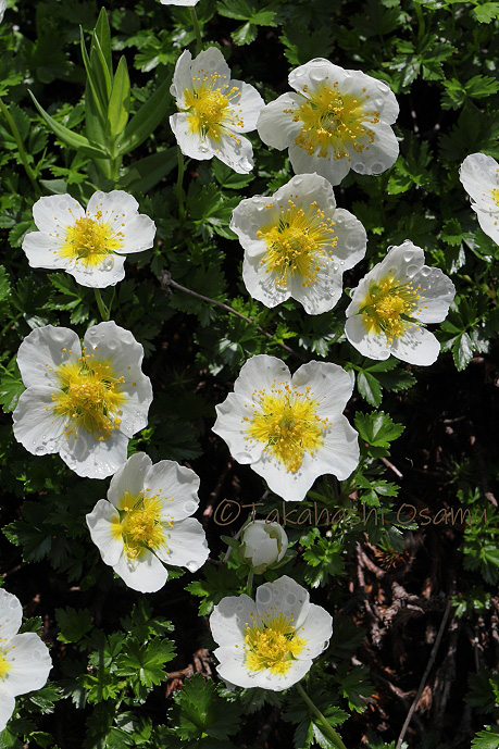 チングルマ 北海道の高山植物 サラノキの森