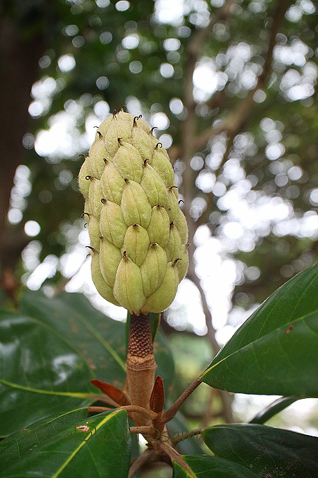 タイサンボク 街なかの植物 サラノキの森