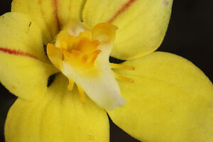 カウスリップオーキッドCowslip Orchid