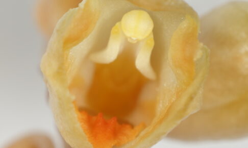 ナヨテンマ