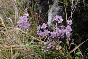 イトラッキョウ