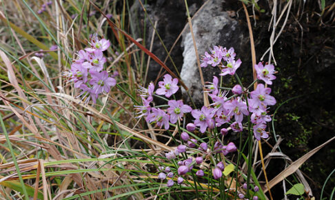 イトラッキョウ