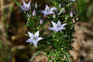 ムラサキセンブリ