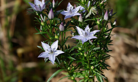 ムラサキセンブリ