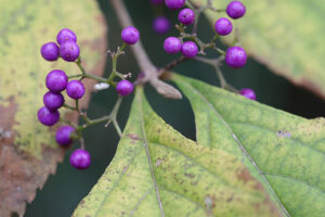 ムラサキシキブ