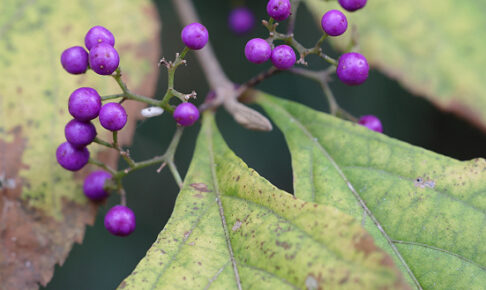 ムラサキシキブ