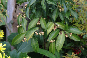 シロミノマンリョウ