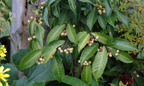 シロミノマンリョウ