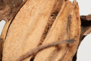 ギンリョウソウモドキ