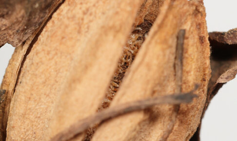 ギンリョウソウモドキ