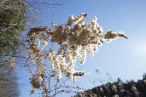 セイタカアワダチソウ