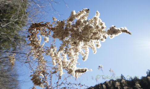 セイタカアワダチソウ