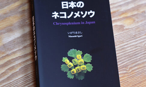 日本のネコノメソウ　　いがりまさし