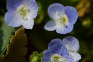 オオイヌノフグリ