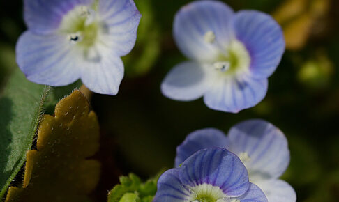 オオイヌノフグリ