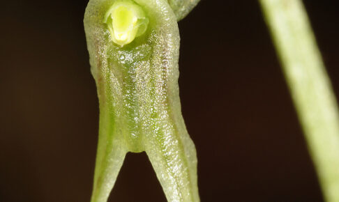 ヒメフタバラン