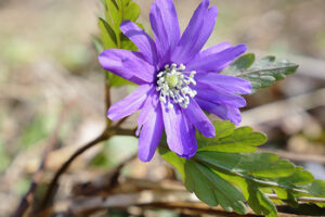 キクザキイチゲ