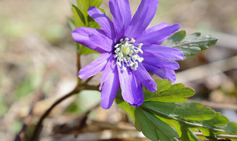 キクザキイチゲ