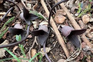 コシノカンアオイ