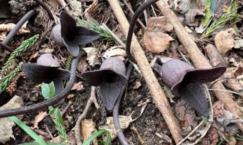 コシノカンアオイ